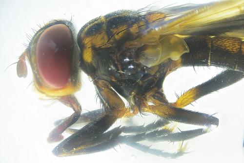 Trichopoda pictipennis